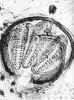 diato-10.jpg (99185 bytes)