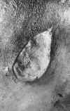 stab-3.jpg (51270 bytes)