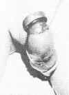 sexua-1.jpg (71367 bytes)
