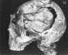 skull-8.jpg (97518 bytes)